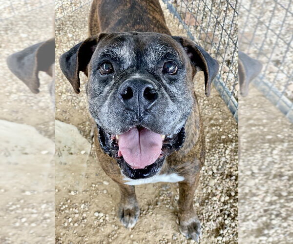 Medium Photo #2 Boxer Puppy For Sale in Austin, TX, USA