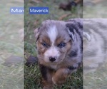 Puppy Maverick Australian Shepherd