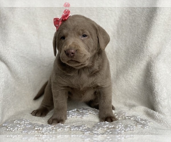 Medium Photo #2 Labrador Retriever Puppy For Sale in CEDAR LANE, PA, USA