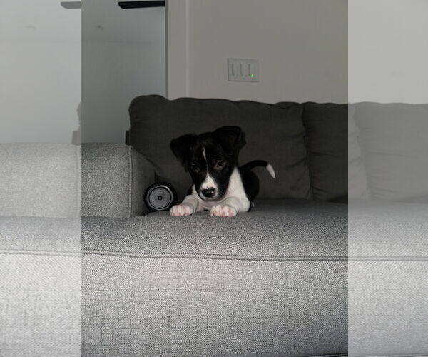 Medium Photo #13 Labrador Retriever Puppy For Sale in The Woodlands, TX, USA