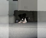 Small #12 Labrador Retriever