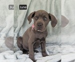 Small #2 Cane Corso