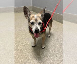 Chihuahua-Unknown Mix Dogs for adoption in Las Vegas, NV, USA