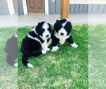 Small Photo #1 Sheepadoodle Puppy For Sale in CANYON, TX, USA