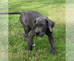 Small Photo #7 Great Dane Puppy For Sale in BLAINE, MN, USA