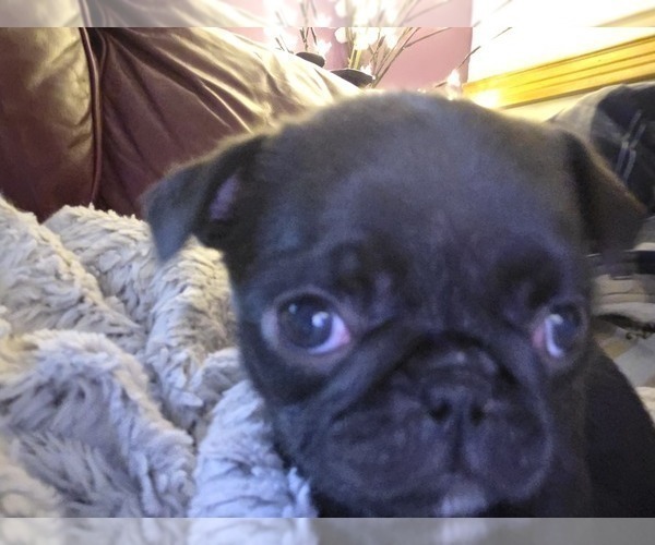 Medium Photo #10 Pug Puppy For Sale in HILLSDALE, MI, USA