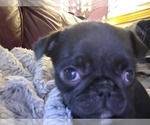 Small #9 Pug