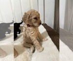 Small Photo #3 Goldendoodle-Poodle (Standard) Mix Puppy For Sale in YAKIMA, WA, USA