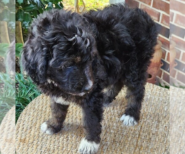 Medium Photo #10 F2 Aussiedoodle Puppy For Sale in COLUMBIA, TN, USA