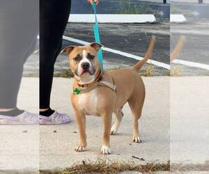 Staffordshire Bull Terrier Dogs for adoption in Pompano Beach , FL, USA