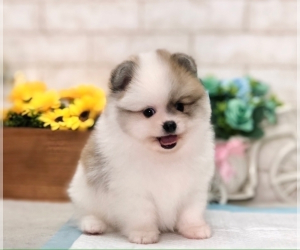 Medium Photo #4 Pomeranian Puppy For Sale in SEATTLE, WA, USA