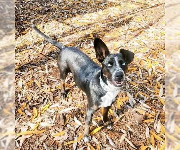 Medium Photo #2 Border Collie-Unknown Mix Puppy For Sale in Parlier, CA, USA