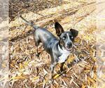 Small #1 Border Collie Mix