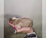 Small #14 Aussalier
