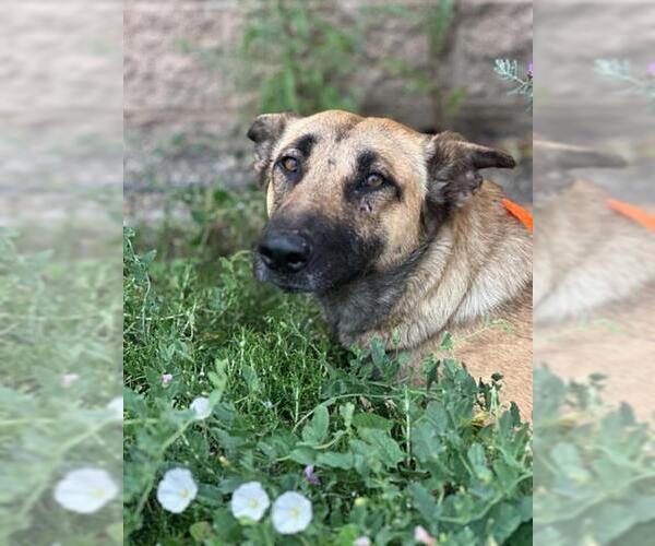 Medium Photo #1 German Shepherd Dog-Unknown Mix Puppy For Sale in Orange, CA, USA