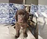 Small Photo #3 Newfoundland Puppy For Sale in ELLIJAY, GA, USA