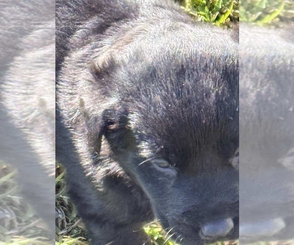 Medium Photo #6 Labrador Retriever Puppy For Sale in CLINTWOOD, VA, USA