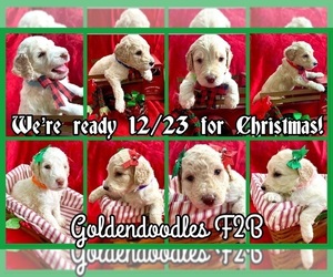 Goldendoodle Puppy for sale in BATON ROUGE, LA, USA