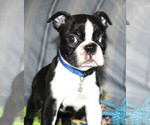Small #6 Boston Terrier