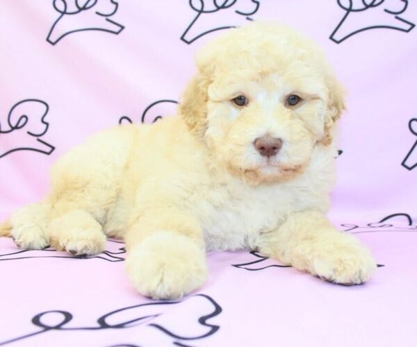 Medium Photo #7 Goldendoodle Puppy For Sale in LAS VEGAS, NV, USA
