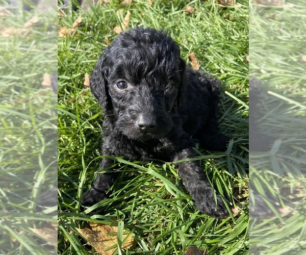 Medium Photo #10 Goldendoodle Puppy For Sale in LUCK, WI, USA