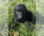 Small #9 Goldendoodle