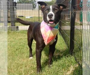 American Staffordshire Terrier-Unknown Mix Dogs for adoption in San Antonio, TX, USA