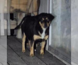 Dachshund-Unknown Mix Dogs for adoption in San Antonio, TX, USA