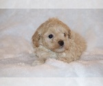 Small #6 Poodle (Toy)