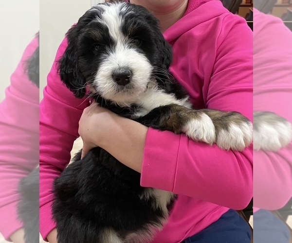 Medium Photo #2 Bernedoodle Puppy For Sale in GENTRY, AR, USA