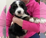 Small Photo #2 Bernedoodle Puppy For Sale in GENTRY, AR, USA