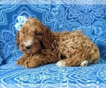Small Photo #2 Irish Doodle Puppy For Sale in PORT DEPOSIT, MD, USA