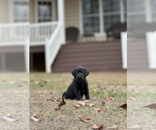 Medium Photo #3 Labrador Retriever Puppy For Sale in GLADSTONE, VA, USA