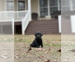 Small Photo #3 Labrador Retriever Puppy For Sale in GLADSTONE, VA, USA