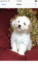 Maltese-Poodle (Toy) Mix Puppy for sale in CONOWINGO, MD, USA