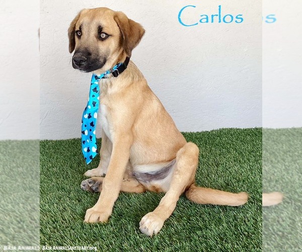 Medium Photo #5 Shepradors Puppy For Sale in San Diego, CA, USA