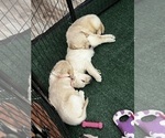 Small Photo #2 Golden Retriever Puppy For Sale in BIG CABIN, OK, USA