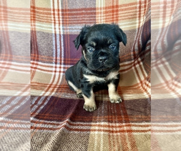 Medium Photo #4 French Bulldog Puppy For Sale in NEWTON, NJ, USA