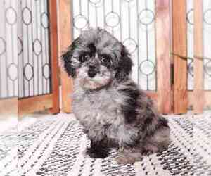 Poodle (Miniature) Puppy for sale in NAPLES, FL, USA