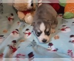 Small Photo #3 Siberian Husky Puppy For Sale in SPARTA, MO, USA