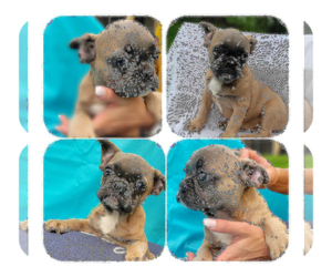 French Bulldog Puppy for sale in TAMPA, FL, USA
