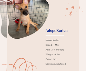 Mutt Dogs for adoption in Naples, FL, USA