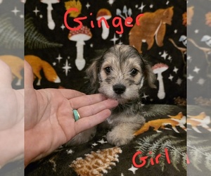 Chizer Puppy for sale in MONTEZUMA, GA, USA