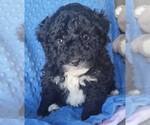 Small #1 Bernedoodle (Miniature)