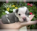 Small Photo #5 Bulldog Puppy For Sale in SPRING, TX, USA