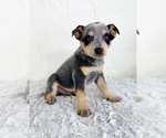 Small #3 Australian Cattle Dog