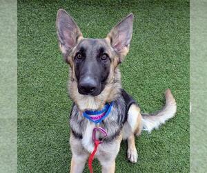 German Shepherd Dog-Unknown Mix Dogs for adoption in Las Vegas, NV, USA