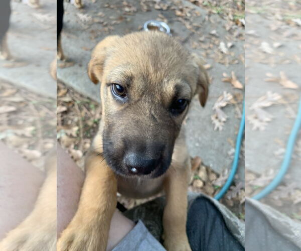 Medium Photo #2 Labrador Retriever-Unknown Mix Puppy For Sale in The Woodlands, TX, USA