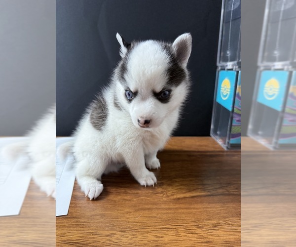 Medium Photo #1 Alaskan Klee Kai Puppy For Sale in HASLET, TX, USA