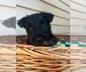 Scottish Terrier Puppy for sale in CLAREMORE, OK, USA